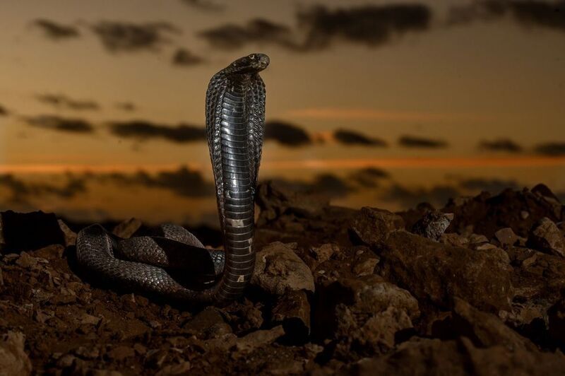 Принцесса пустыни фото превью