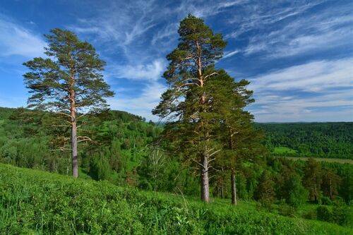 Сибирские сосны