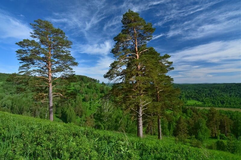 сибирь, кузбасс, май, пейзажи, деревья, сосны, луга Сибирские сосны фото превью