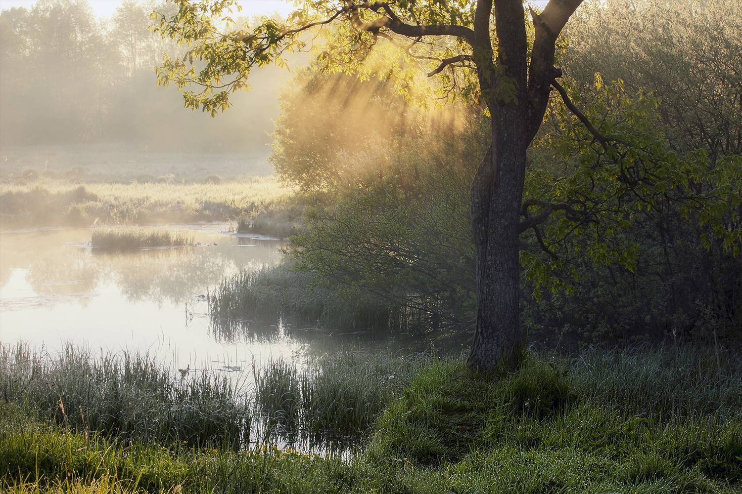 ,  александр михайлов