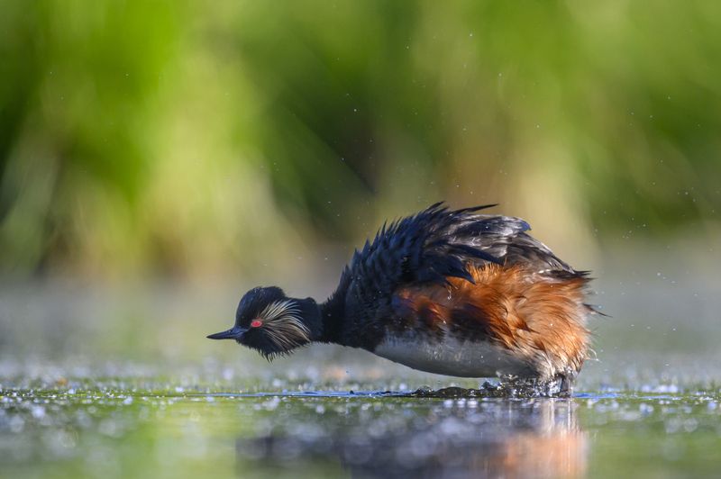 Хоба! фото превью