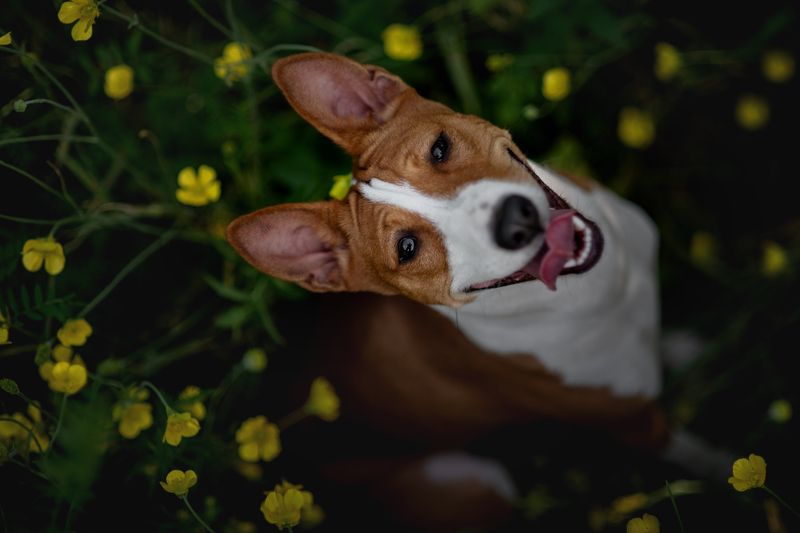 фото превью