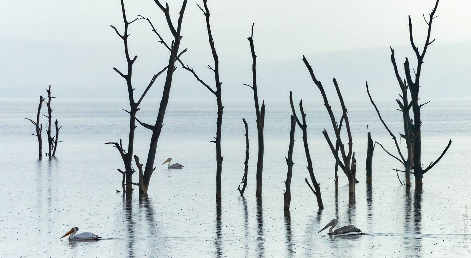 , Гиль Александр