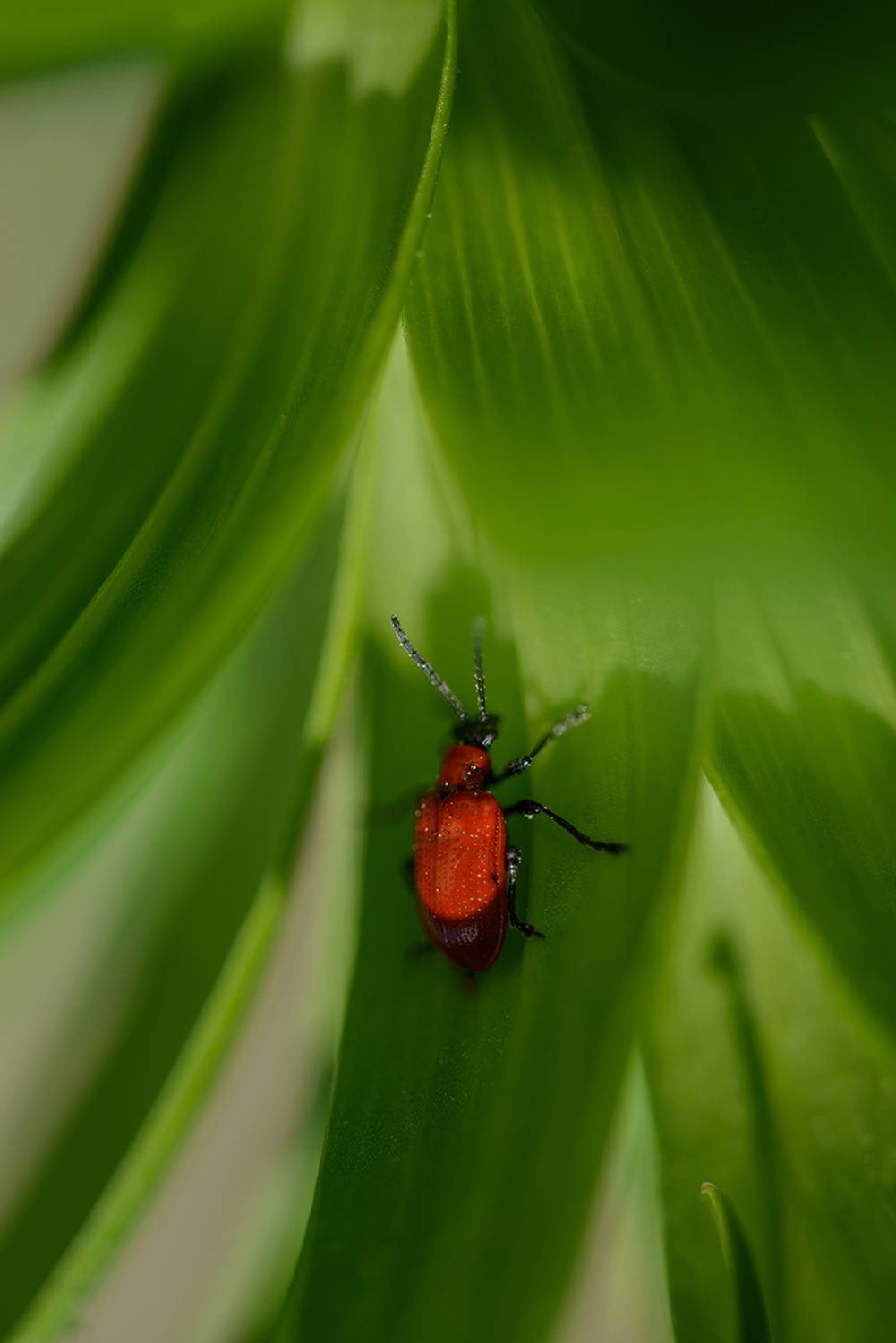 , Наиля Гарифуллина