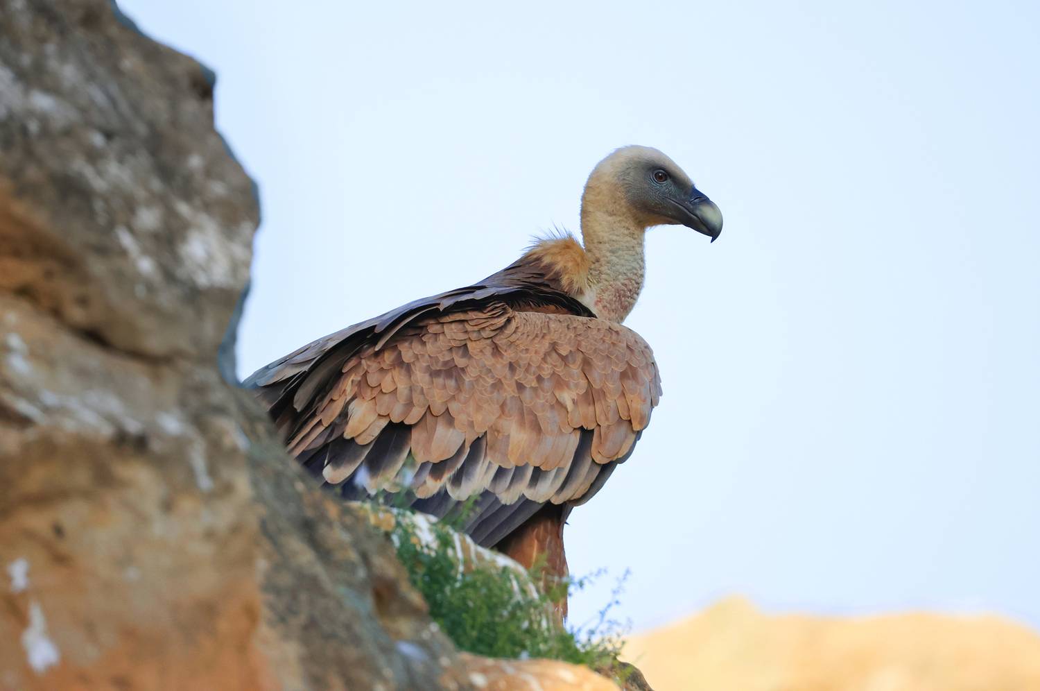 белоголовый сип,гриф,падальщик,горы,дагестан,, Magov Marat
