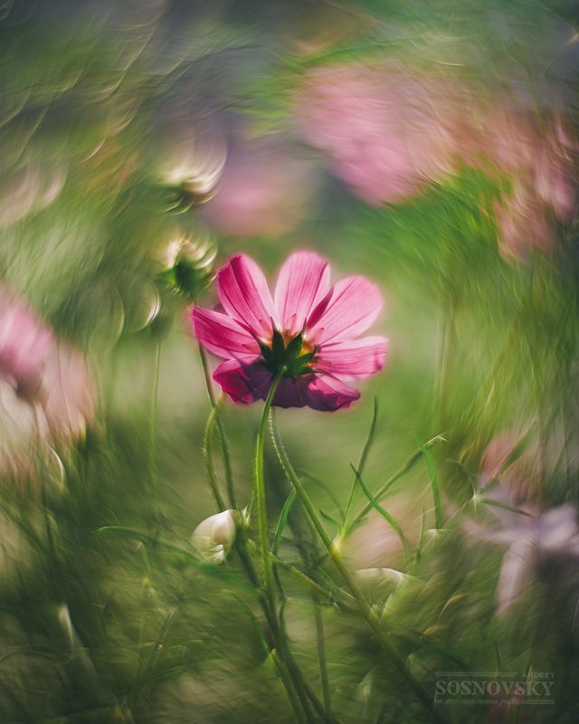 Космическая космея фото превью