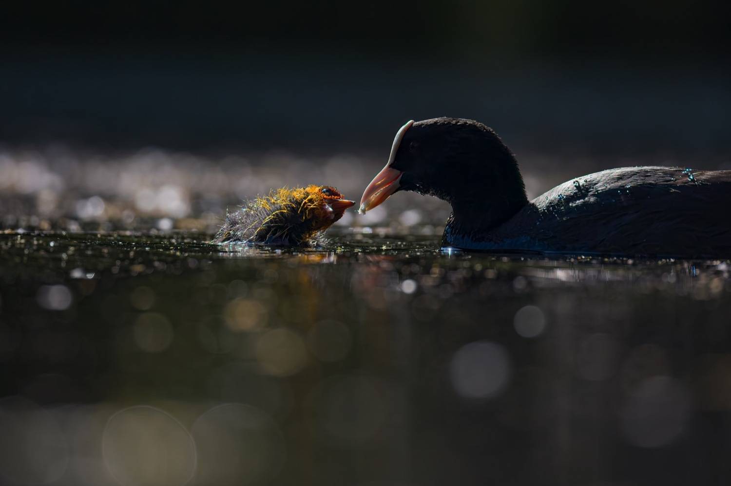 лысуха, птицы, птенец, Руслан Pl