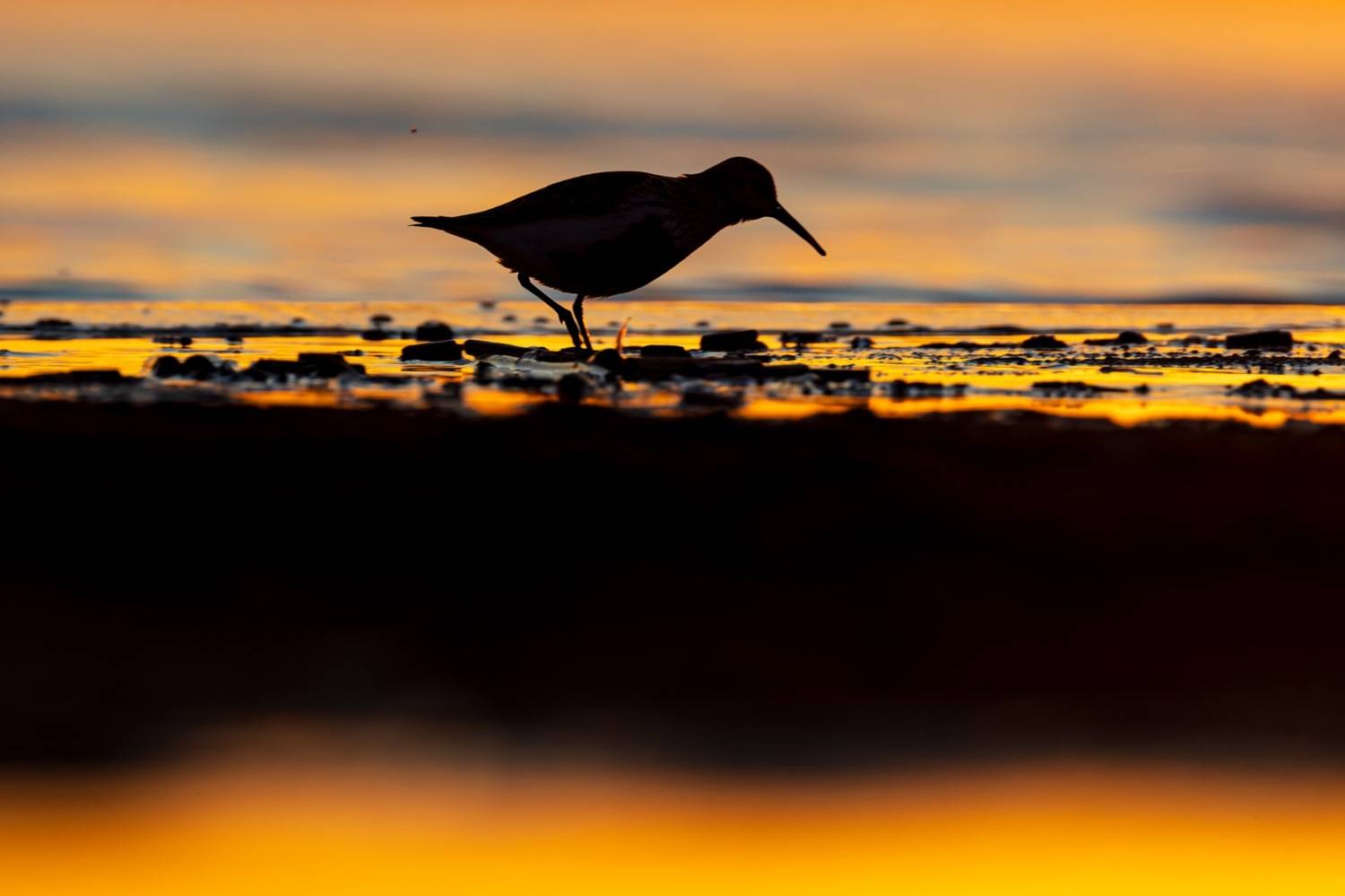 чернозобик, кулик, птицы, финский залив, закат, Руслан Pl