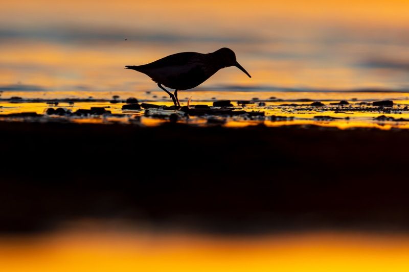 чернозобик, кулик, птицы, финский залив, закат Закатный чернозобик фото превью