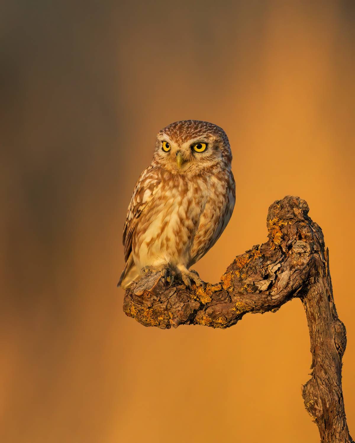 , Фруман Евгений