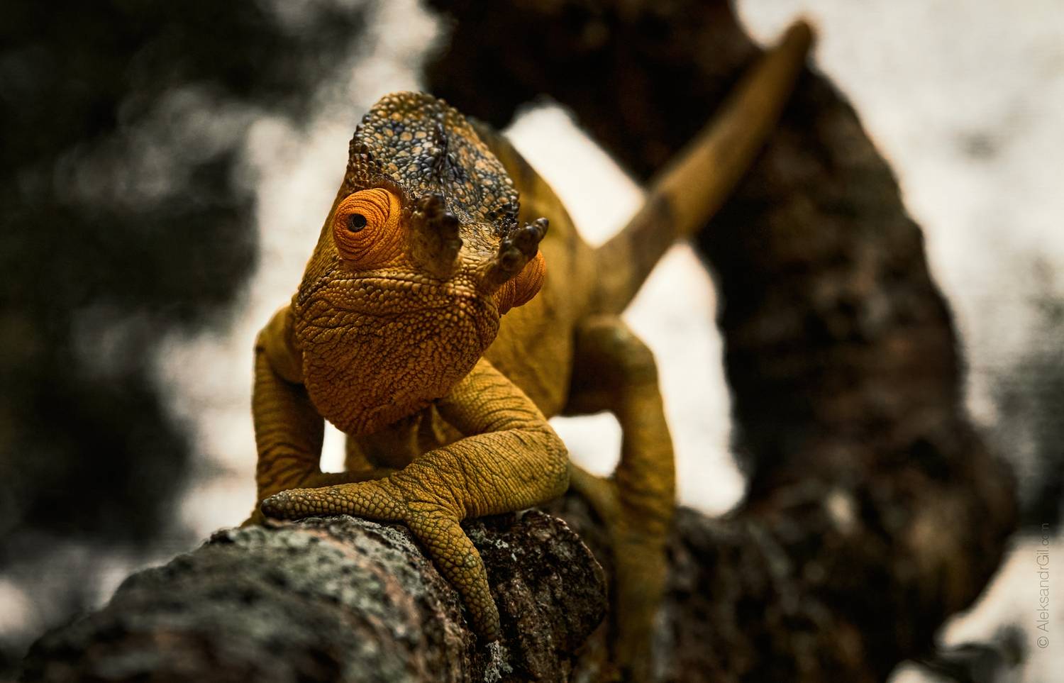 , Гиль Александр