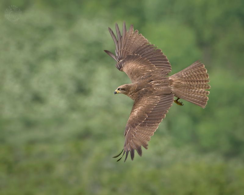 Черный коршун - Lens and Feathers фото превью