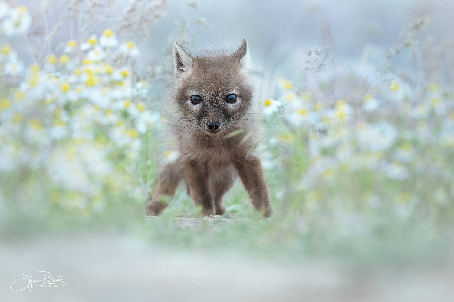 корсак, калмыкия, степная лиса, корсачонок, дикая природа, wildanimals, корсачата, vilpus corsac, corsac, Рудченко Ольга