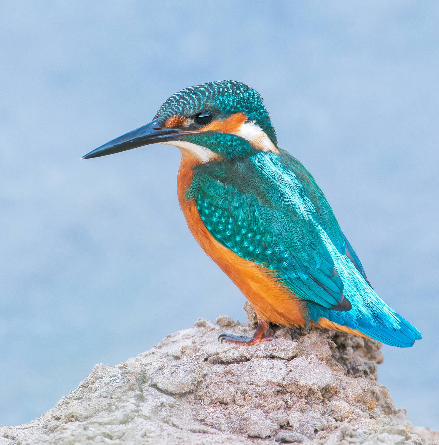 , Фото Александр