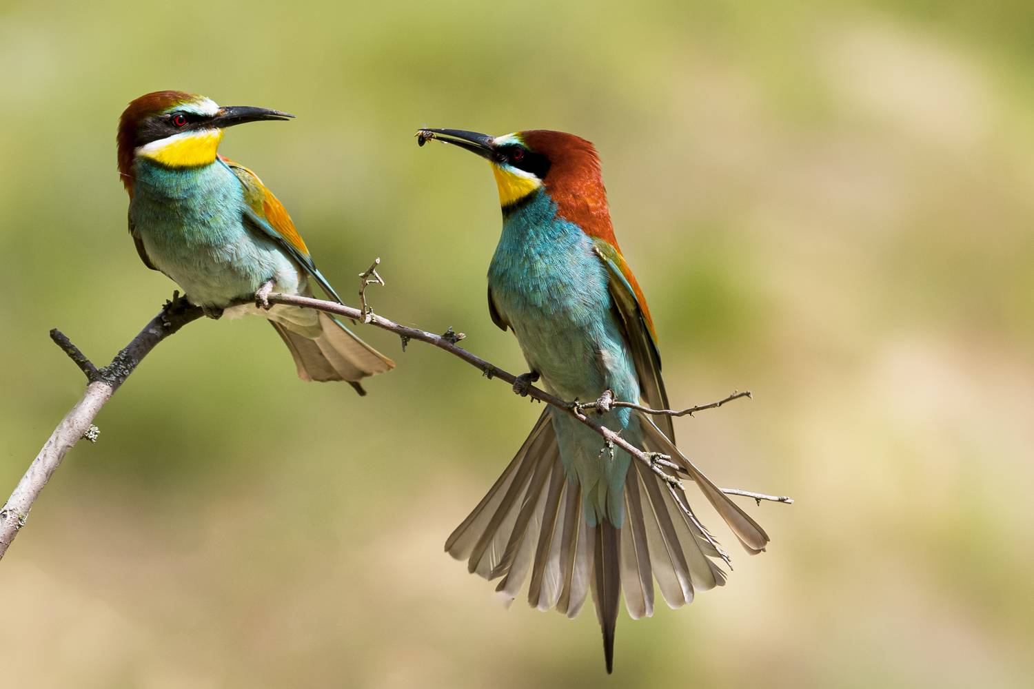 природа, Валерий Черняк