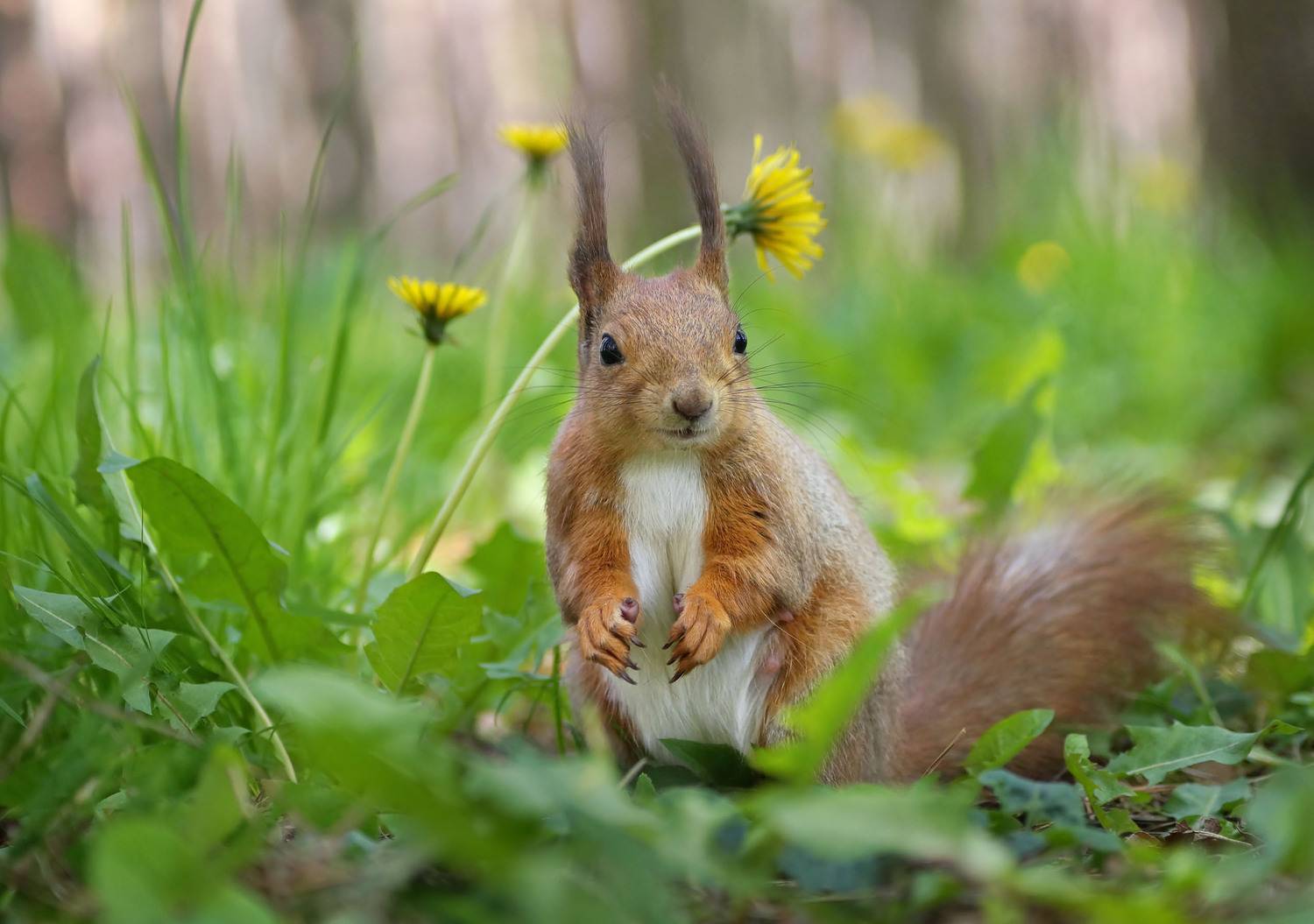 Белка, одуванчики, Чепленко Алексей