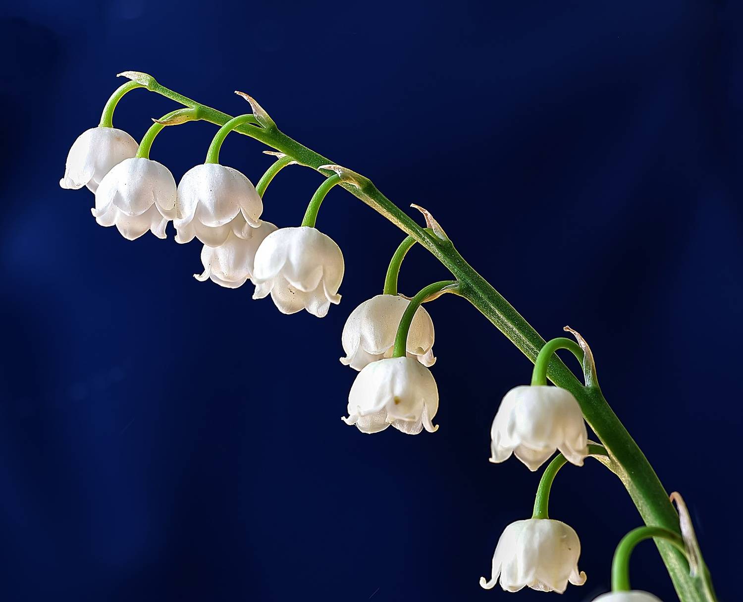 цветы, май, ландыши, Широких Александр