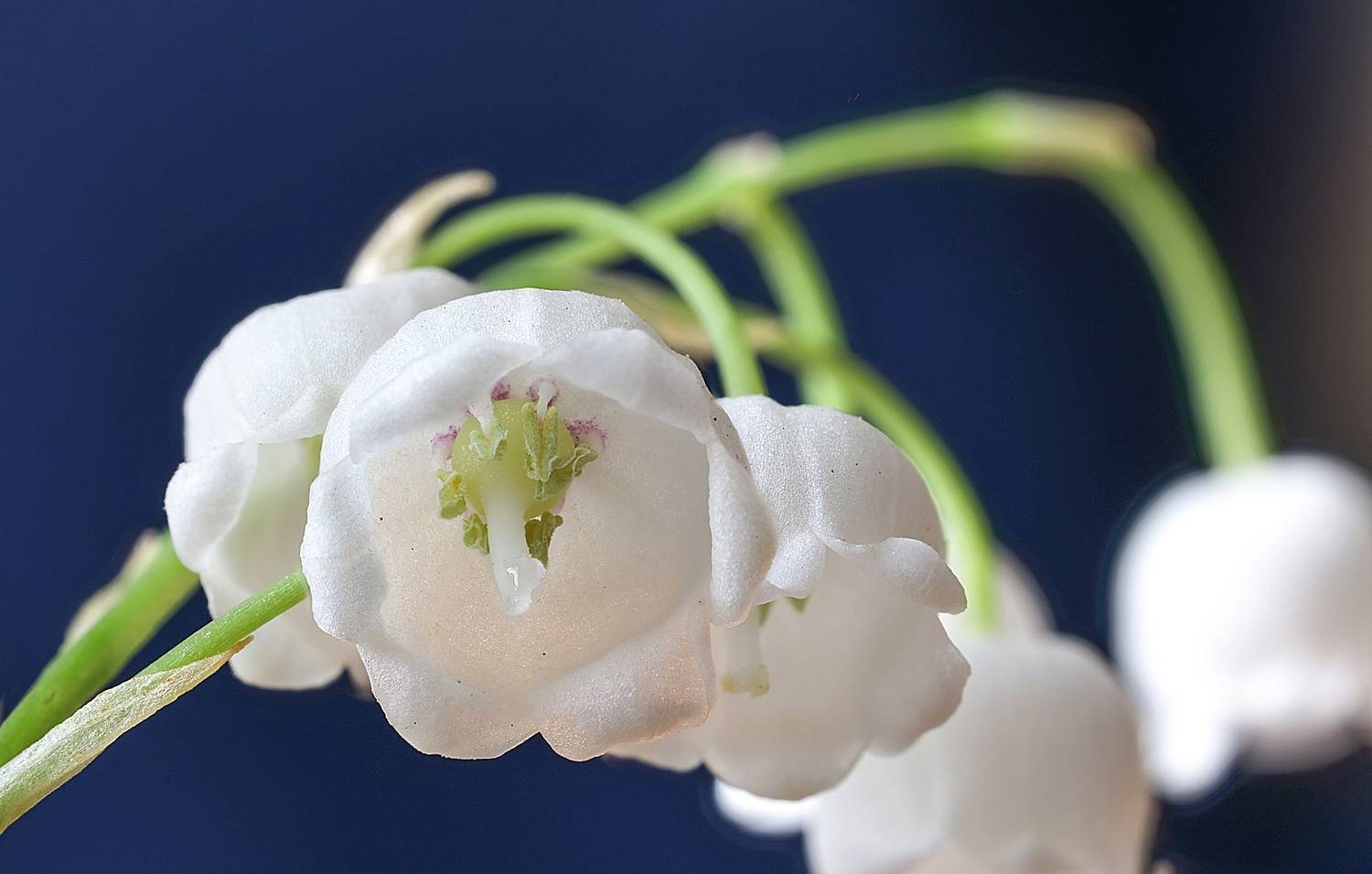 цветок, ландыш, макро, Широких Александр