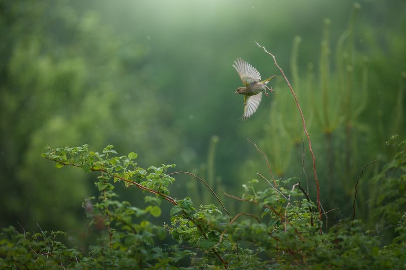 Танец уходящего дня фото превью