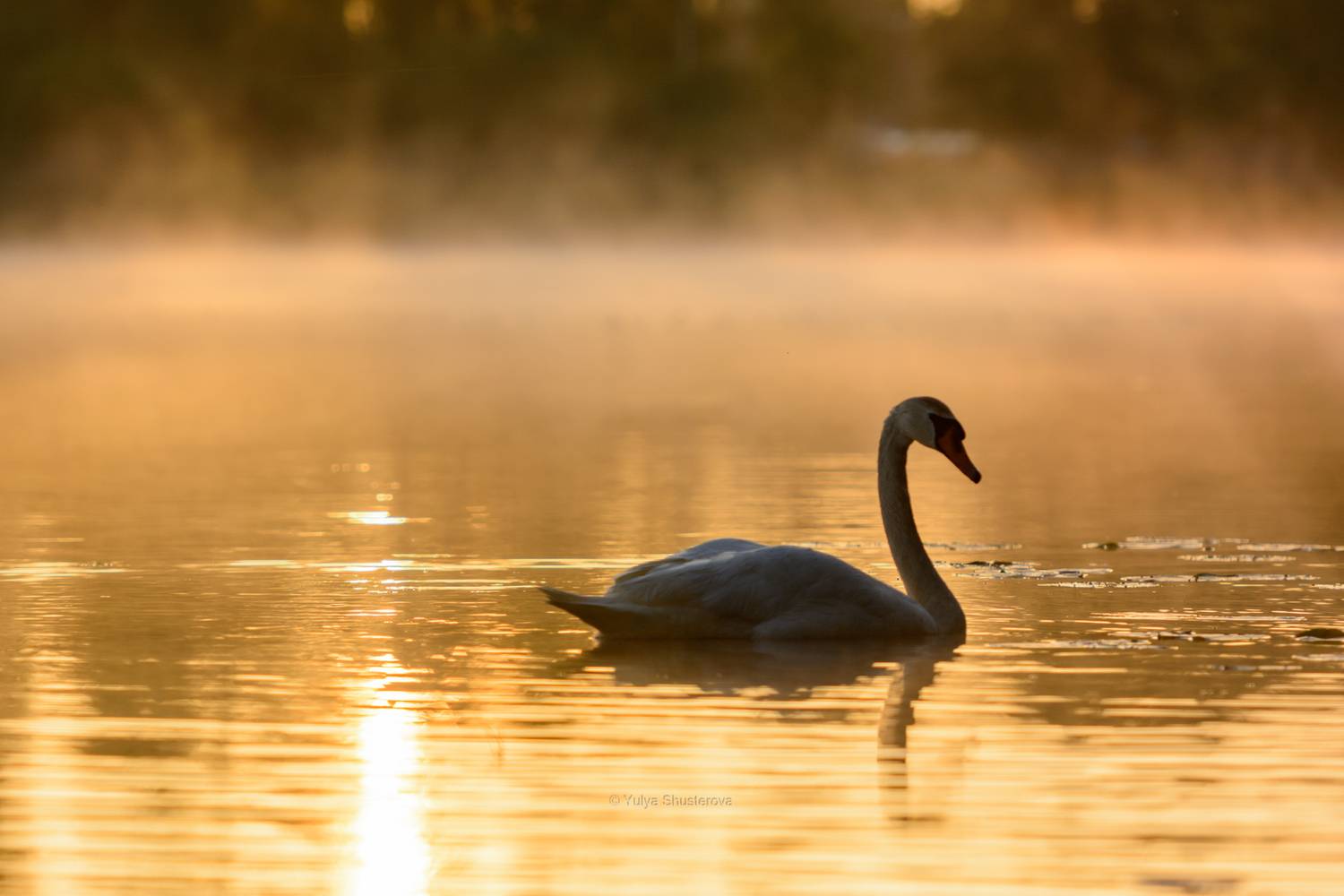 , Юлия Шустерова