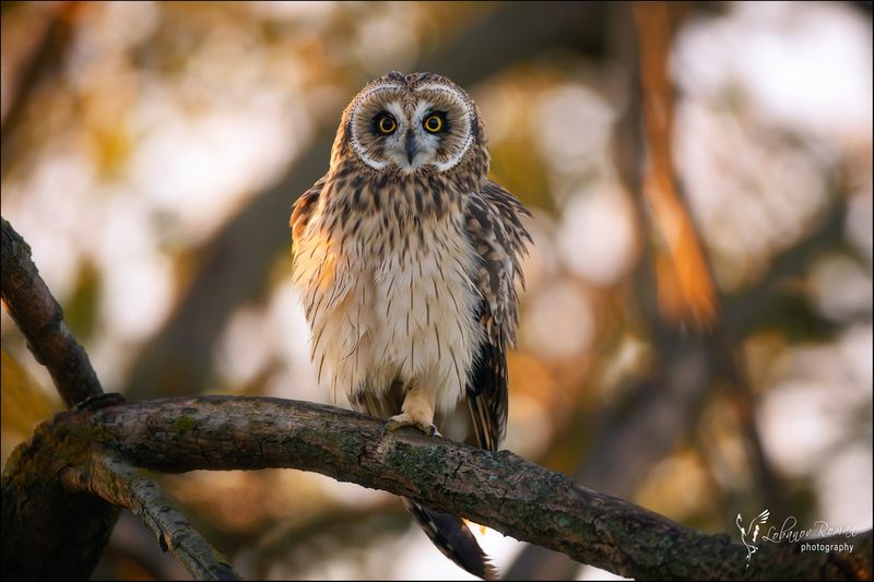 * * * фото превью