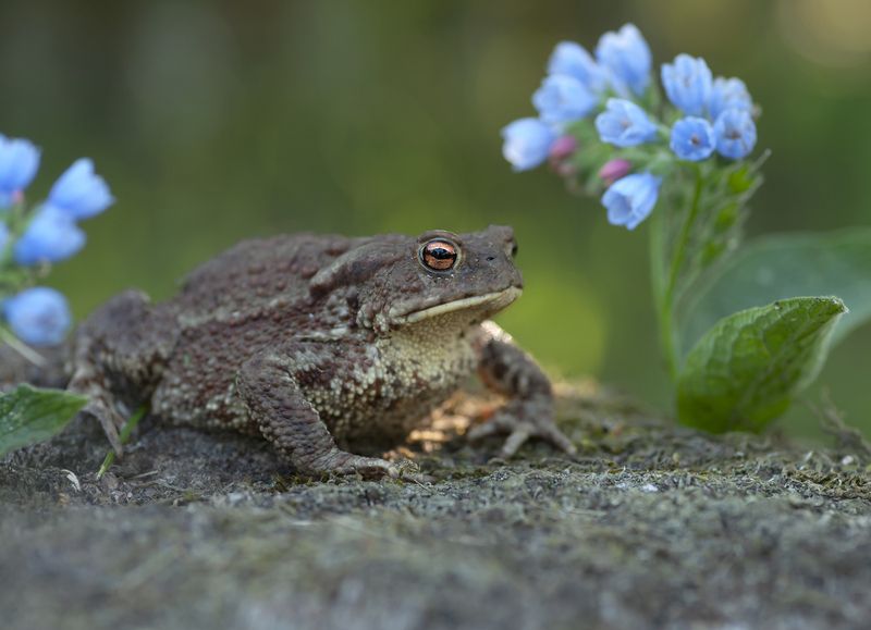 жаба, животные, беларусь Царевна или жаба? фото превью