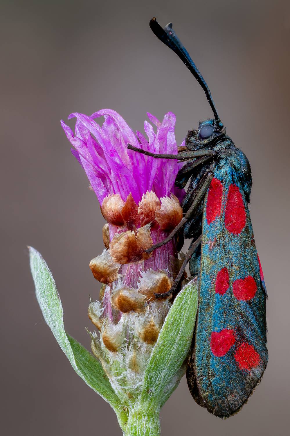 , Кузнецов Дмитрий