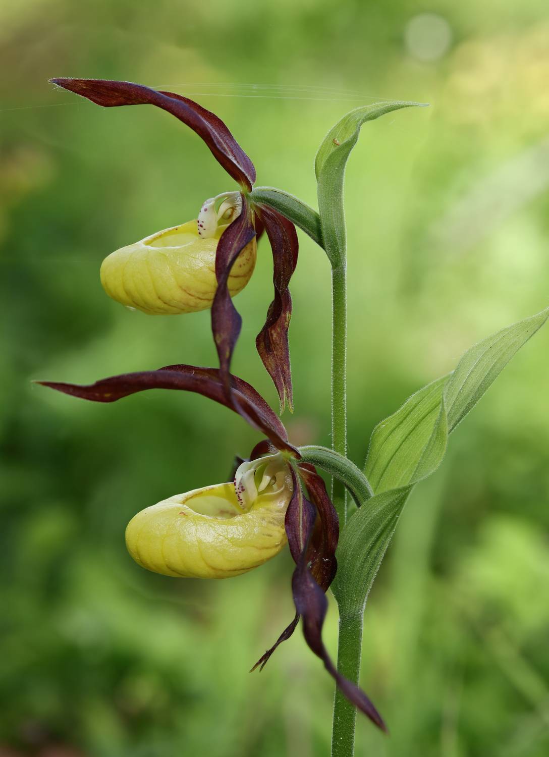 орхидея, венерин, башмачок, Александр Зорин