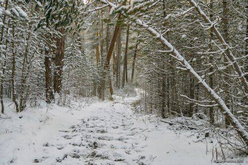 Про сосны Баксана