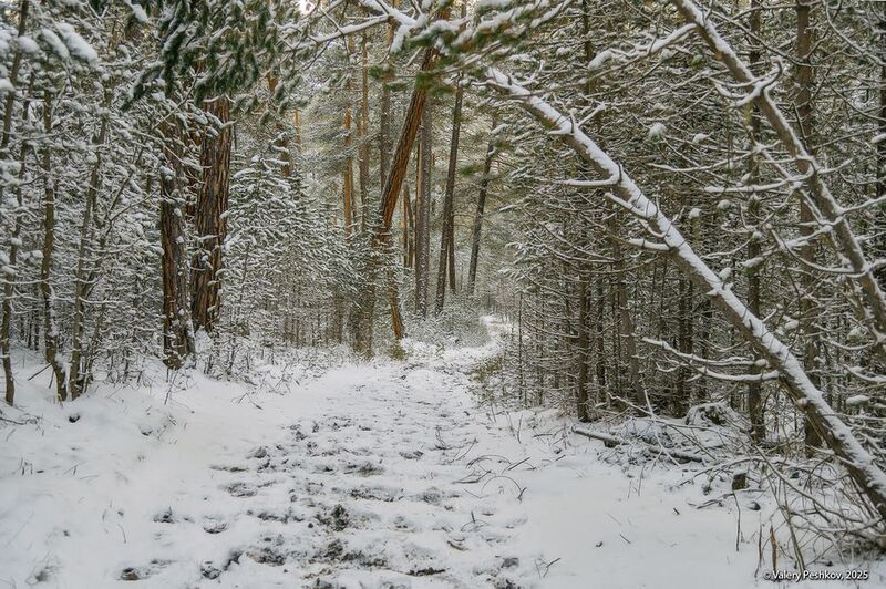 приэльбрусье, баксан, сосны, экотропа, склоны, снег, иней, апрель, кабардино-балкария Про сосны Баксана фото превью