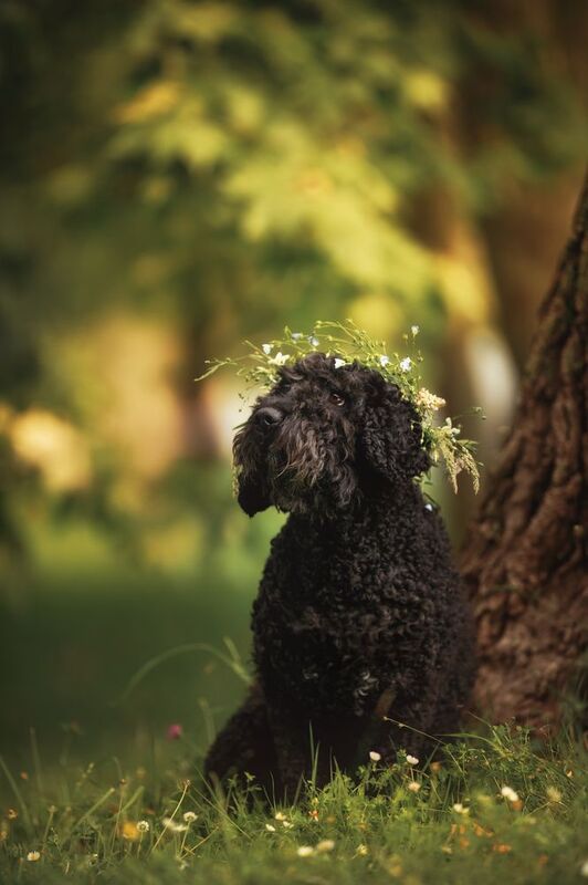 фото превью