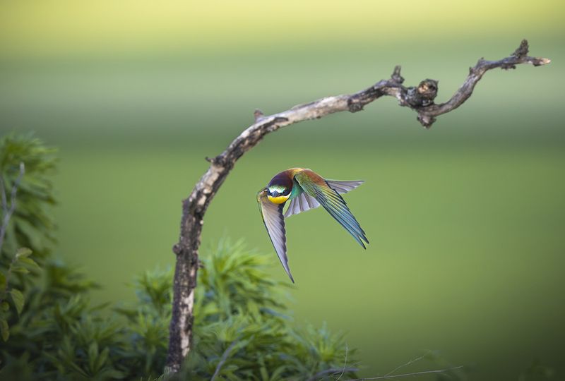 *** фото превью