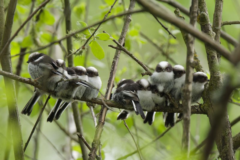 длиннохвостая синица, ополовник, птенец, птицы, природа, фотоохота, bids, birdwatching, nature, aegithalos caudatus Птенчики длиннохвостой синицы фото превью