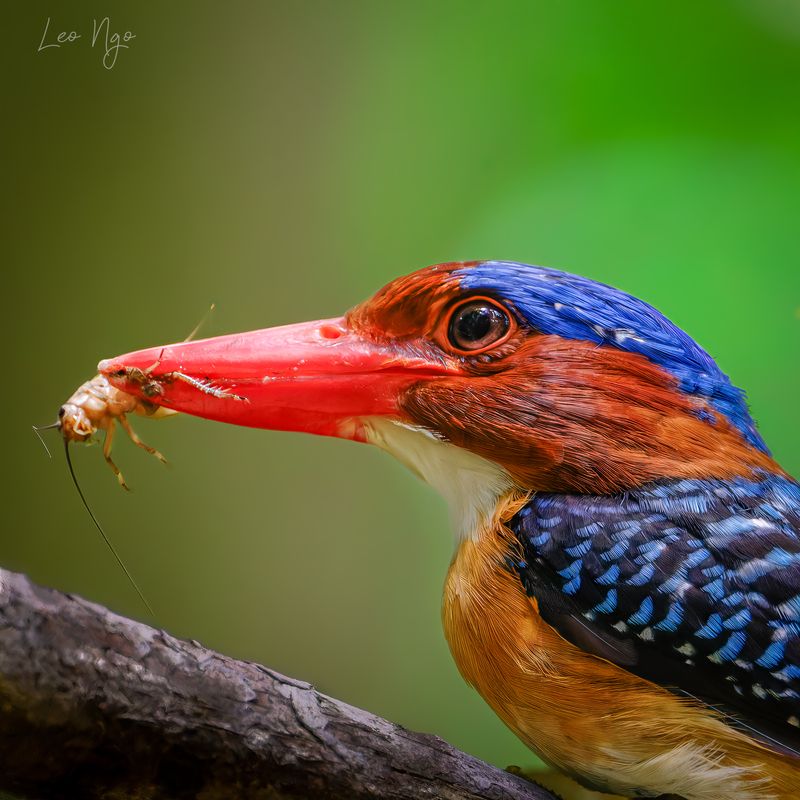 Portrait of a banded kingfisher. фото превью