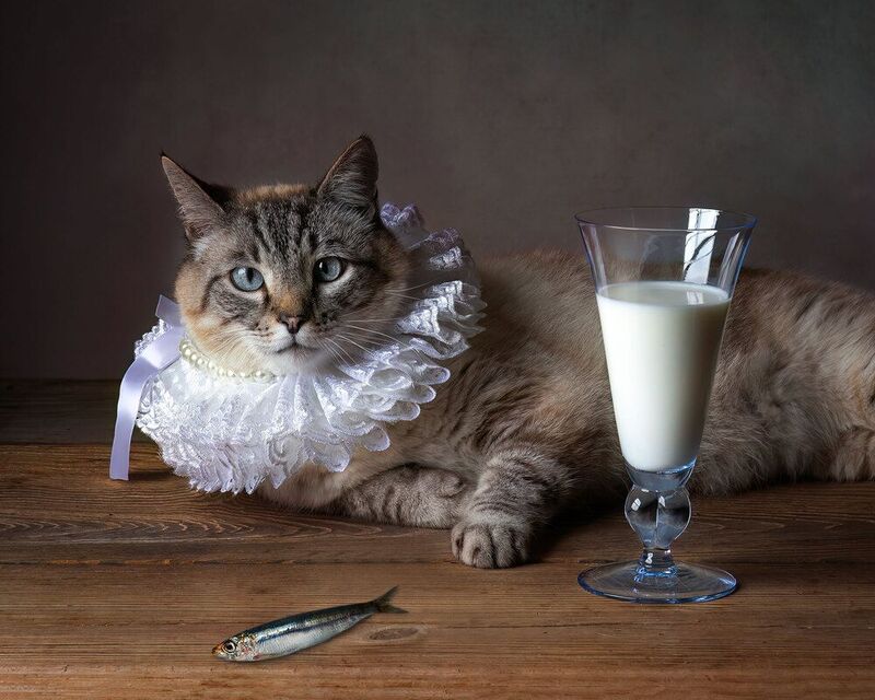 A Day from Barsik Life! фото превью