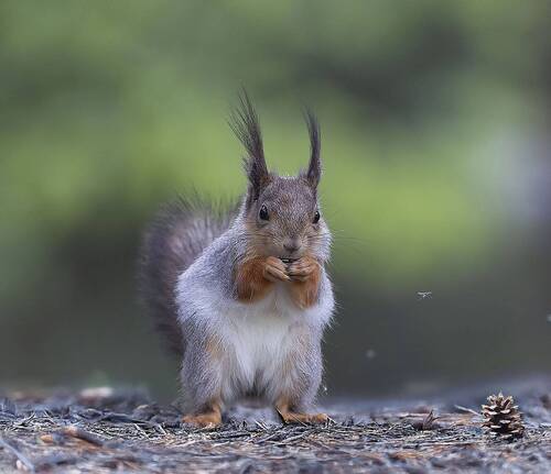 Момент трапезы
