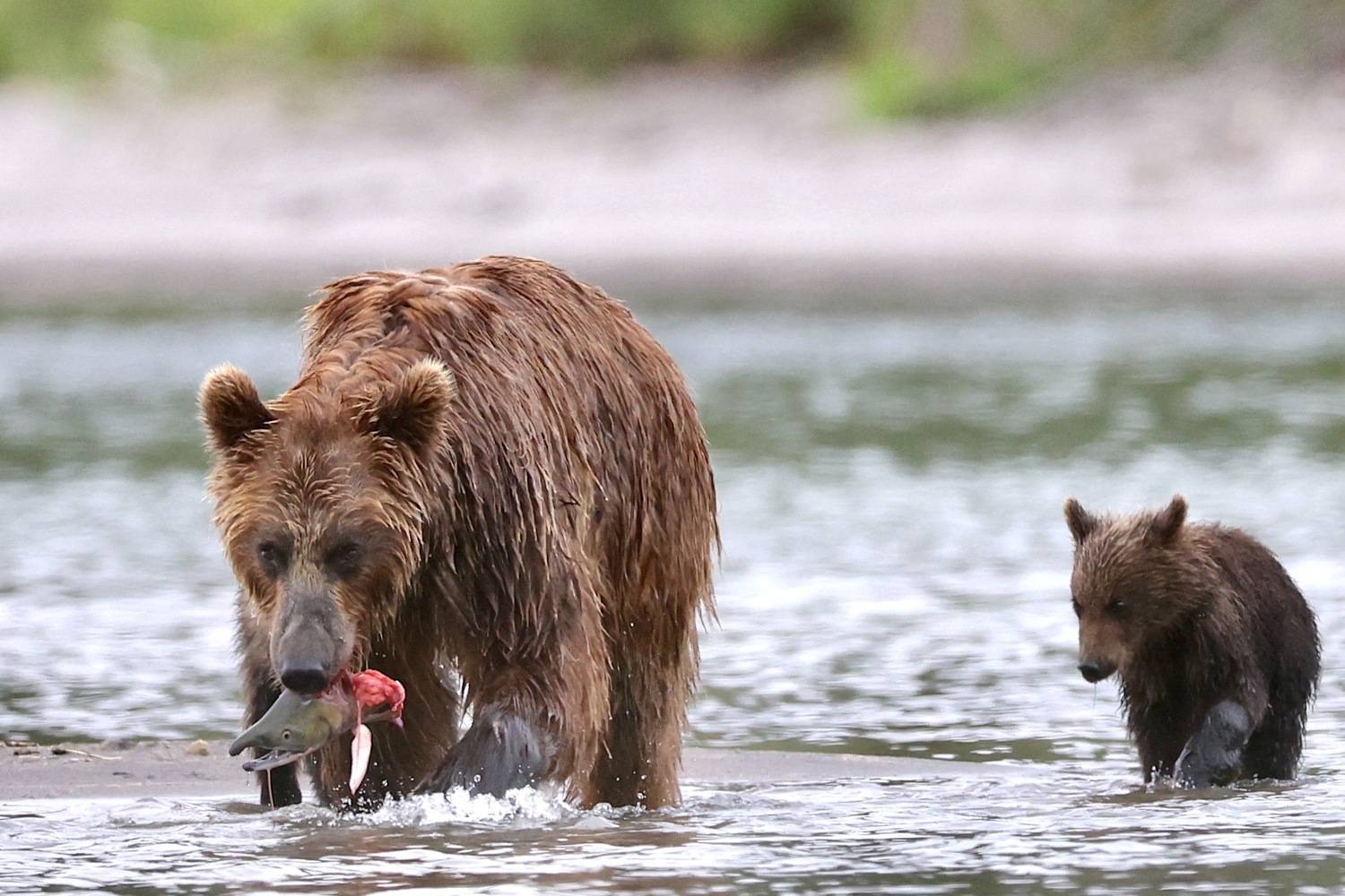 Бурый медведь, Камчатка, Leonid Golubkov
