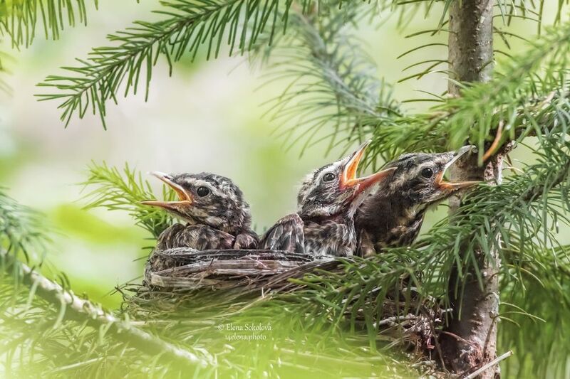 В ожидании корма фото превью