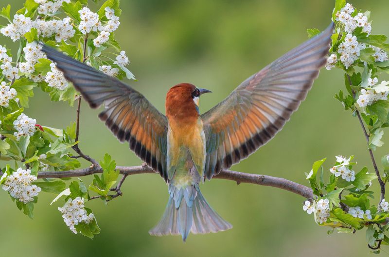 щурки, птицы, весна, лето, фотоохота Лето, привет! фото превью