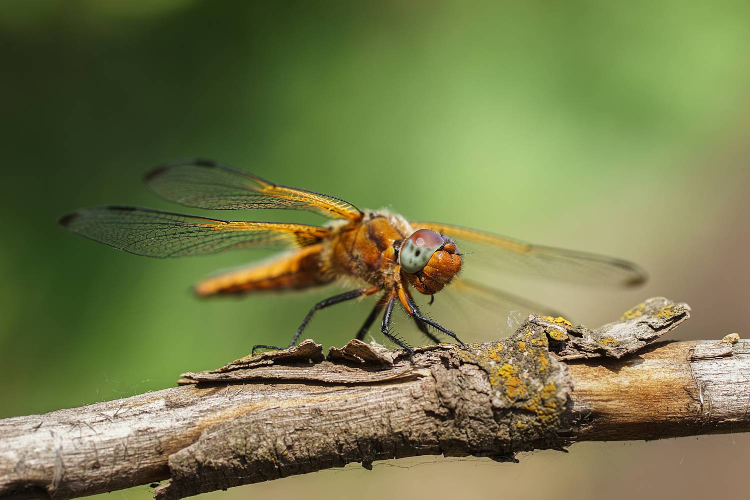 , Корнеев Алексей