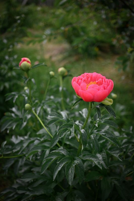 Пионы фото превью