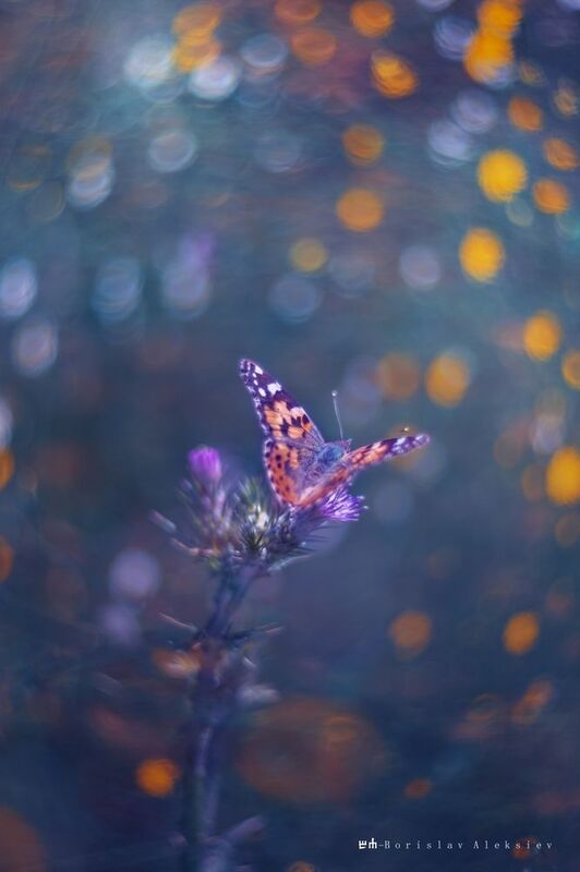 nature,light,bokeh,butterfly,blue,yellow,exterior,flower, Yellow фото превью