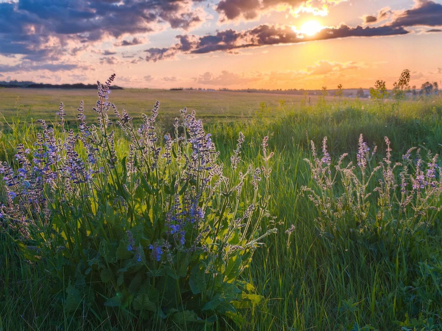 , Кондрашова Светлана