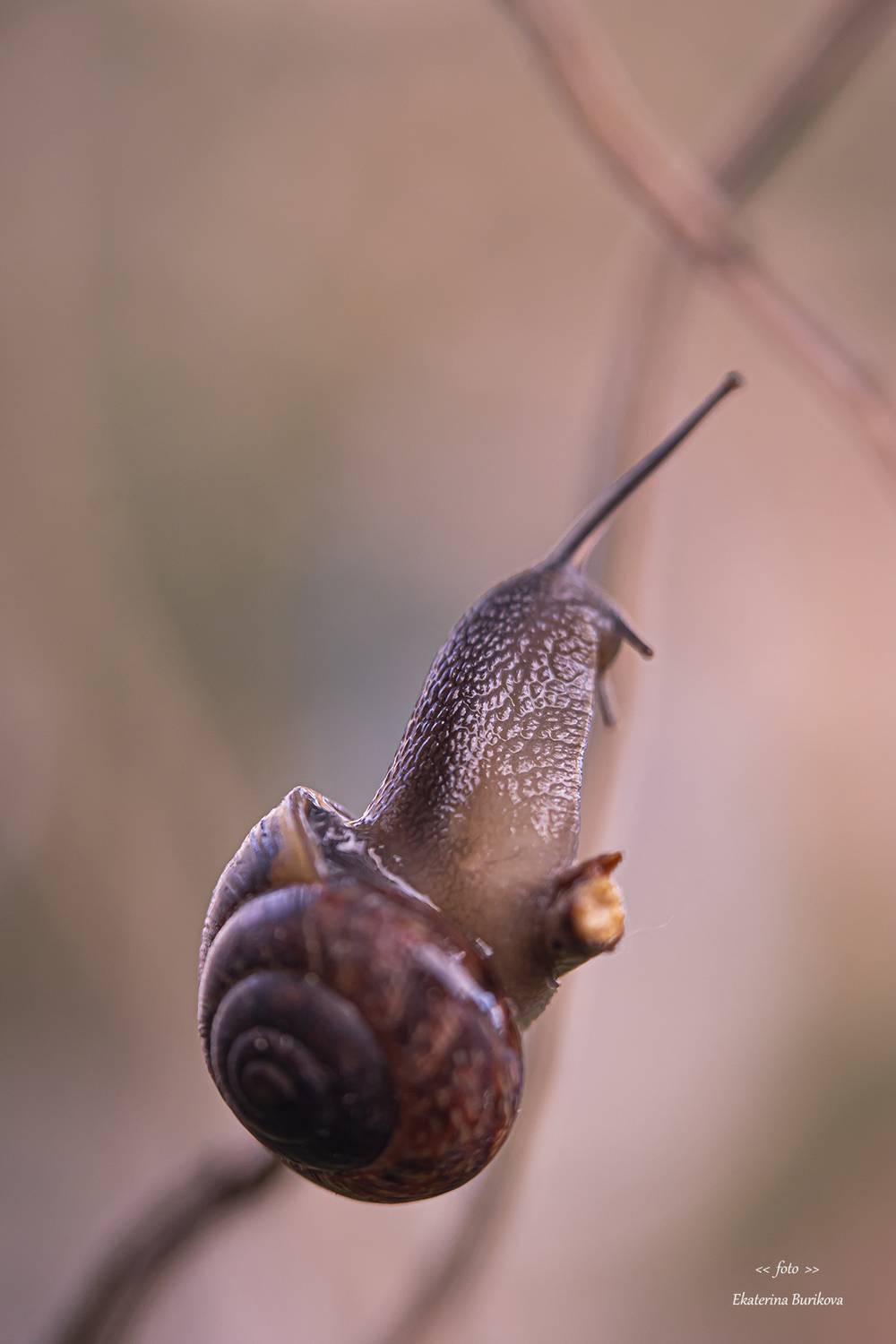 , Бурикова Екатерина