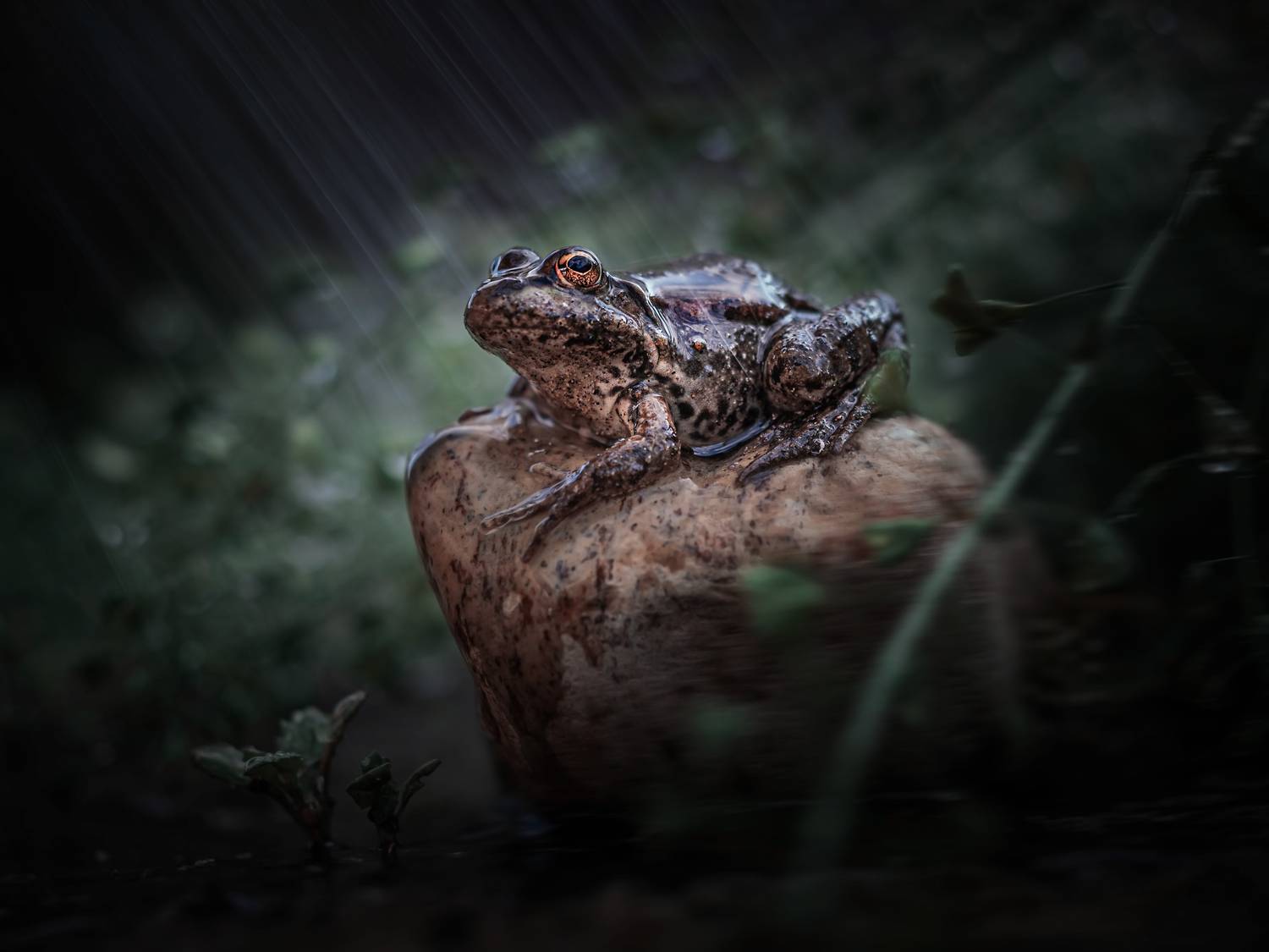 , Лапшина Владлена