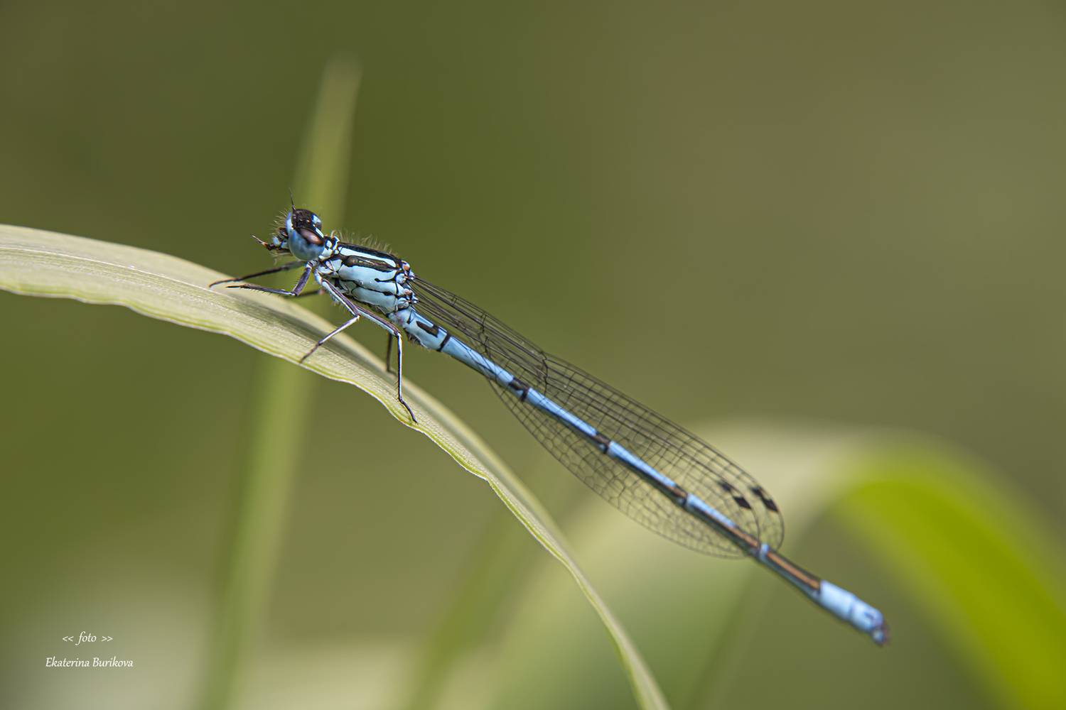 , Бурикова Екатерина