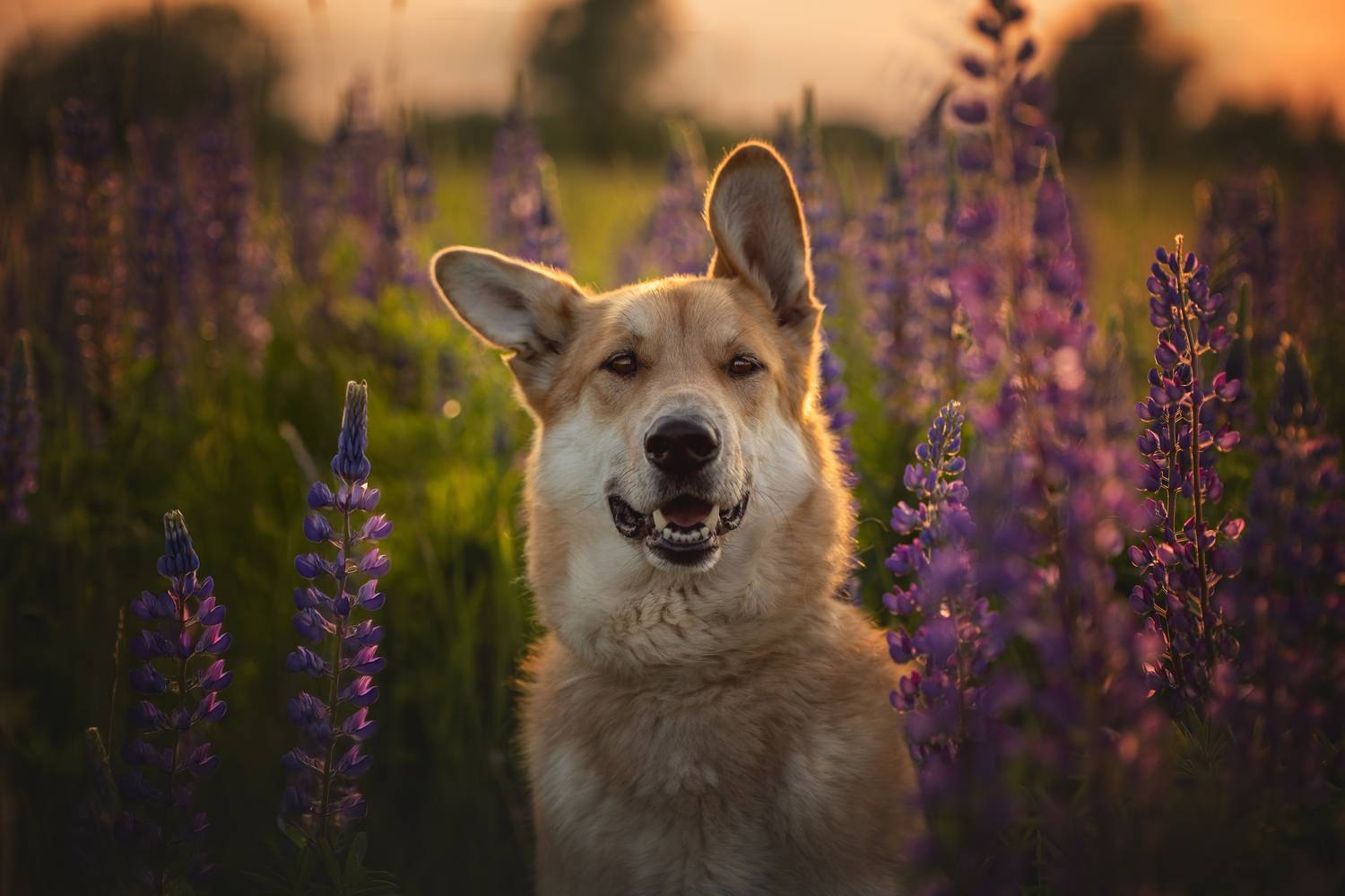 , Елена Самусенкова