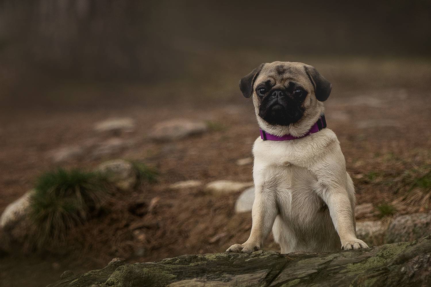 , Елена Самусенкова