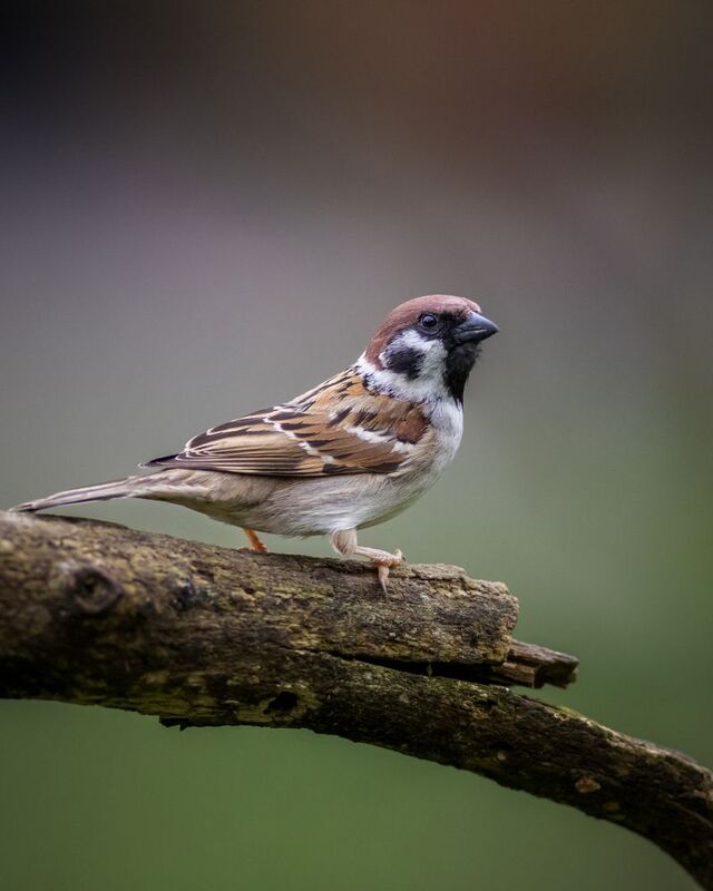 Sparrow фото превью