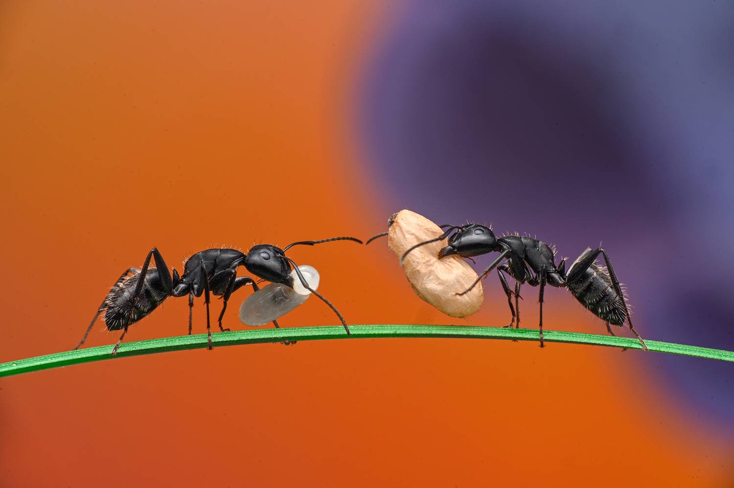 ceclii, macro, Ganev Tsvetan